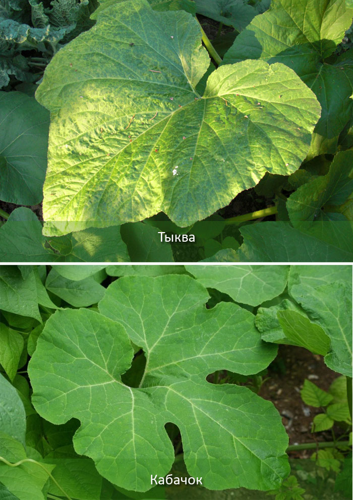 Листа от тиква и тиквички Листа от тиквички и тиква