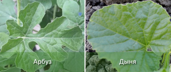 Листа от диня и пъпеш Листа от пъпеш и диня