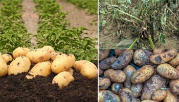 Здрави и болни картофи