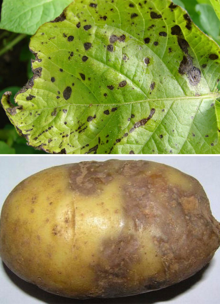 Сухо място Алтенария