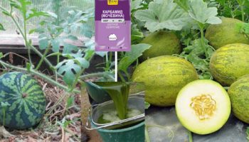 Диня, пъпеш и торове