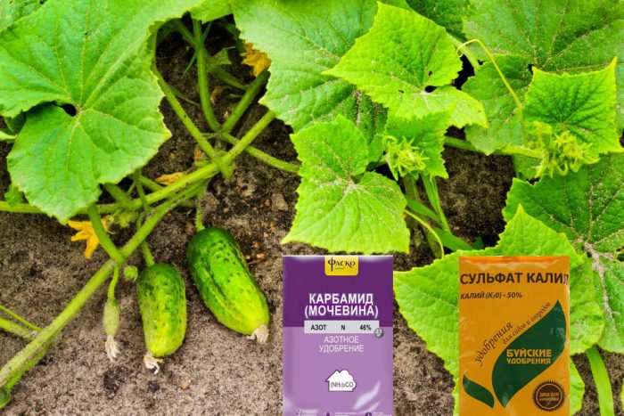 Λίπανση αγγουριών