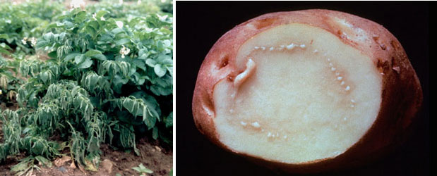 Бактериално заболяване Кафяво гниене