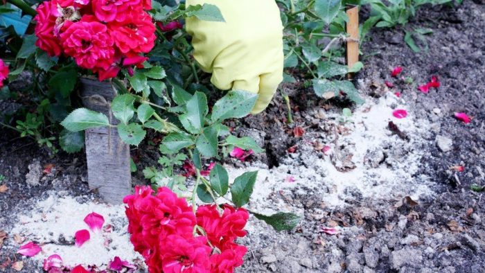 Торене на рози с пепел