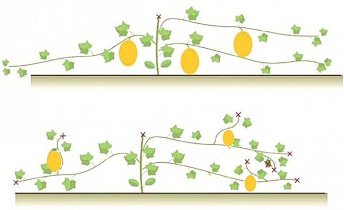Образуване на пъпеш