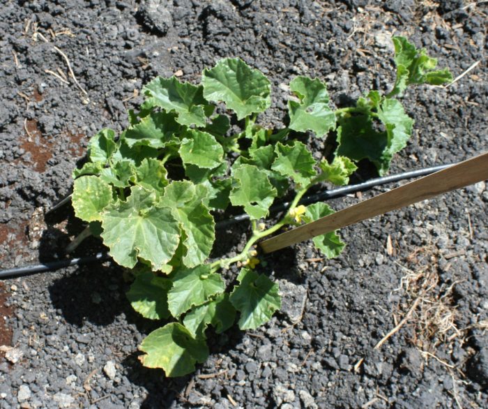 Пъпешът не расте