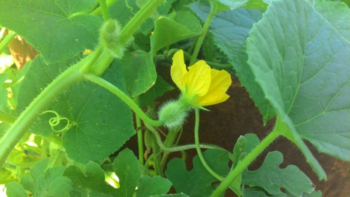 Цъфтеж и образуване на яйчници