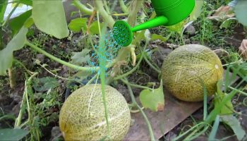 Поливане на пъпеша