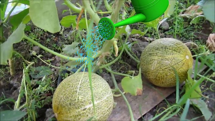 Поливане на пъпеша