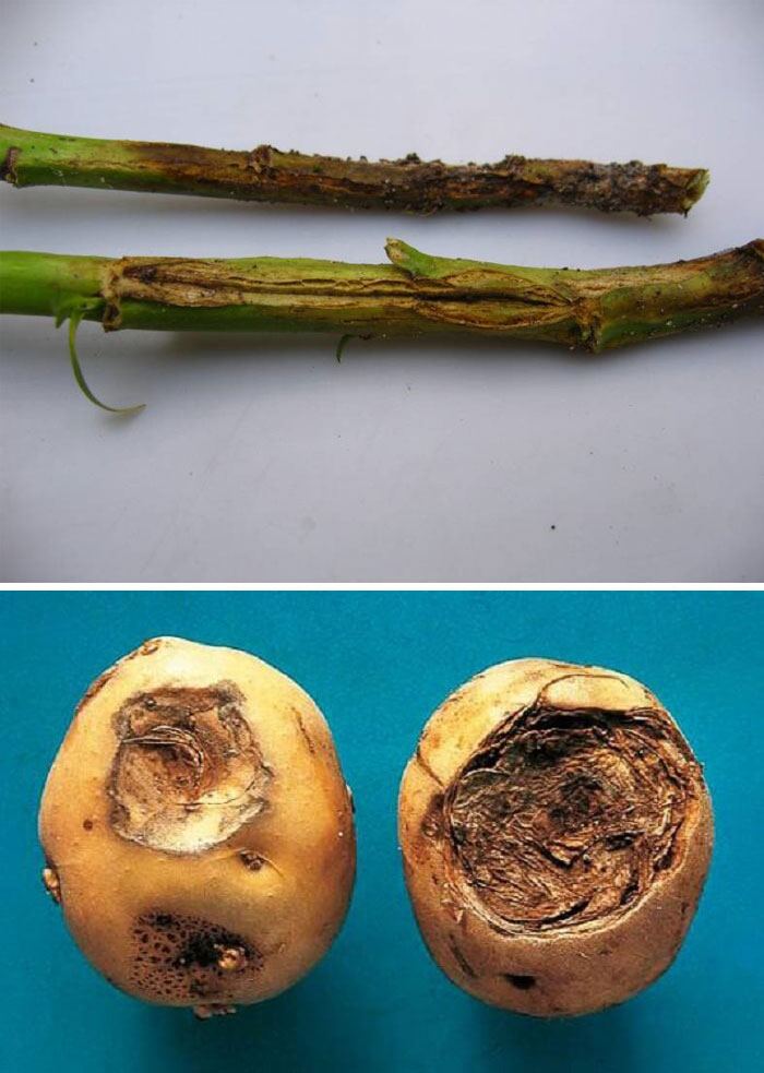 Черно петно Каррофелска фома