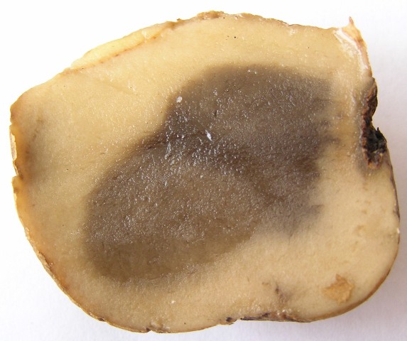 Гниене на плодове Гниене по картофите