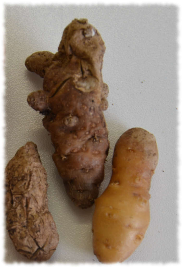 Патогенни микроорганизми вътре Готически