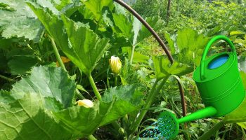 Поливане на тиквичките