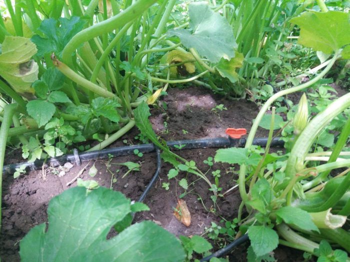 Капково напояване