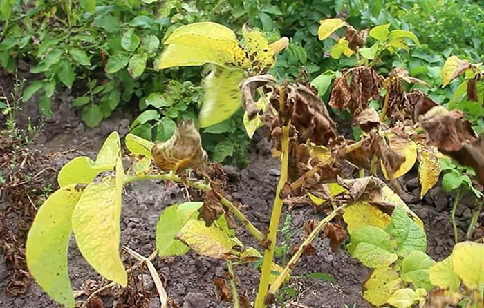 Местна сухота Макроспариоза