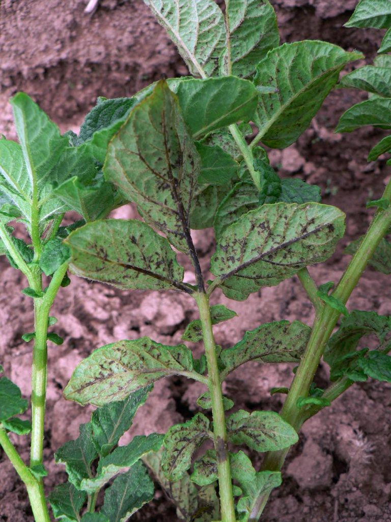 Раирана мозайка Вид мозайка