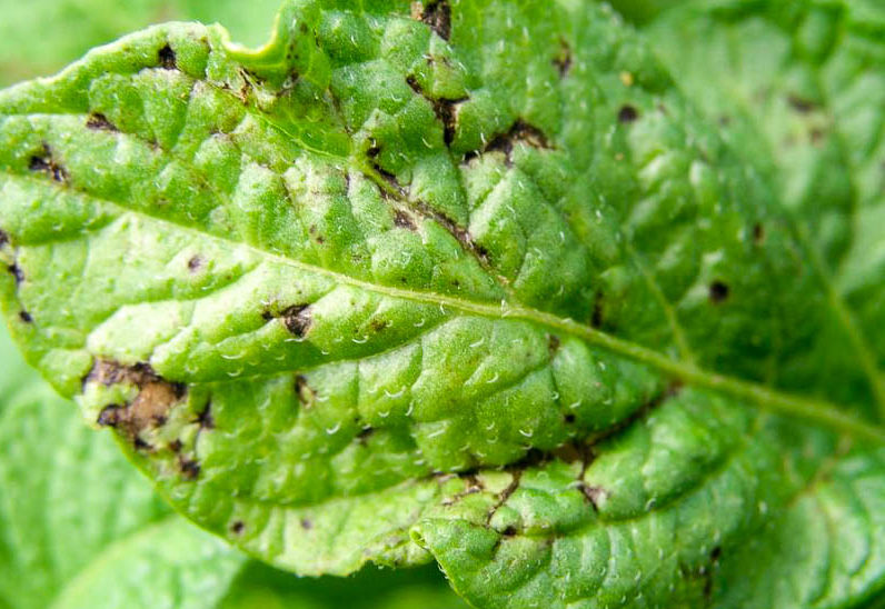 Влошаване на фотосинтезата Пъстра мозайка