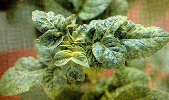 Вид мозайка Набръчкана мозайка