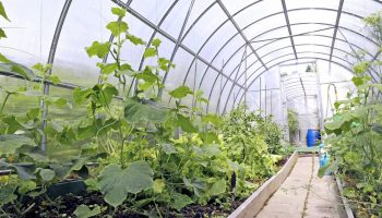 Краставици в оранжерия