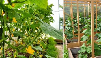 Краставици в оранжерия