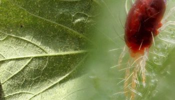 Кърлежи по краставиците