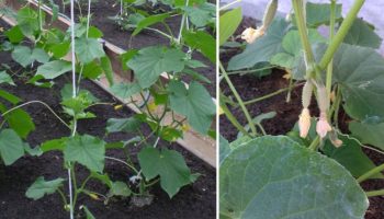 Краставиците не растат