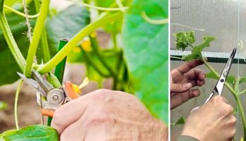 Подрязване на краставици