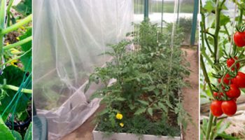 Краставици и домати в една оранжерия