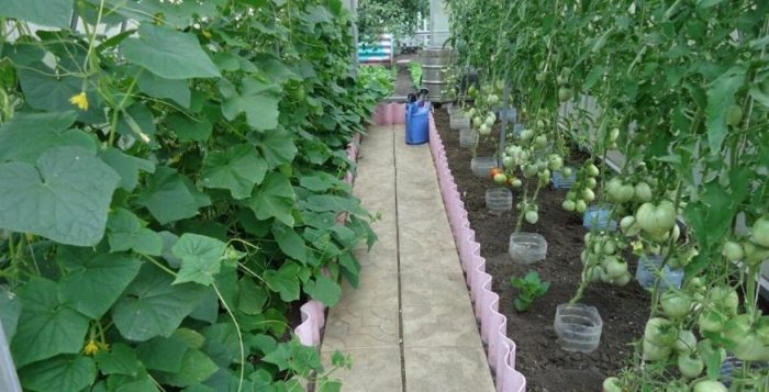 Краставици и домати заедно