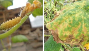 Пожълтяване на краставиците