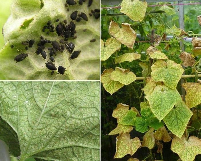 Θρίπες σε αγγούρια