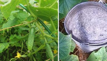 Краставици и ясен