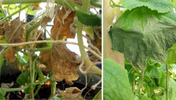 Краставиците изсъхват