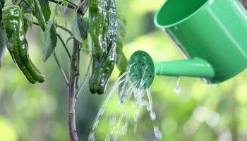 Поливане на чушки