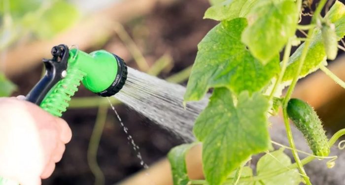 Поливане на краставици в оранжерия