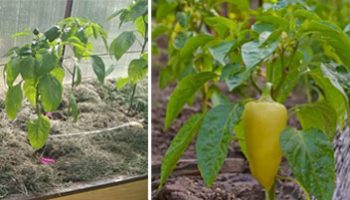 Поливане на чушки