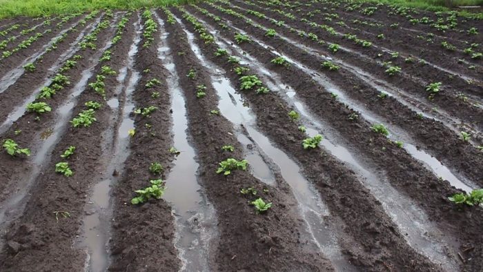 Напояване на бразда