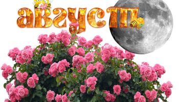 Рози през август