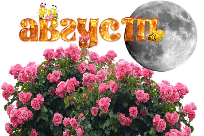 Рози през август