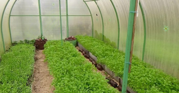 Зелено торене в оранжерия