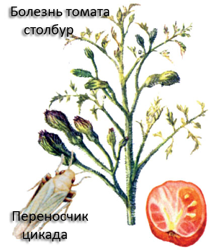 Болест по доматите