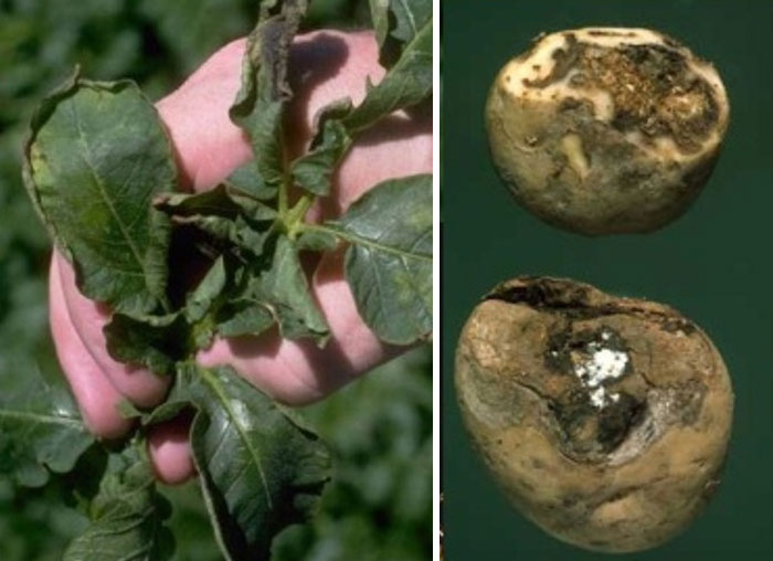 Увреждане на грудките Сухо гниене