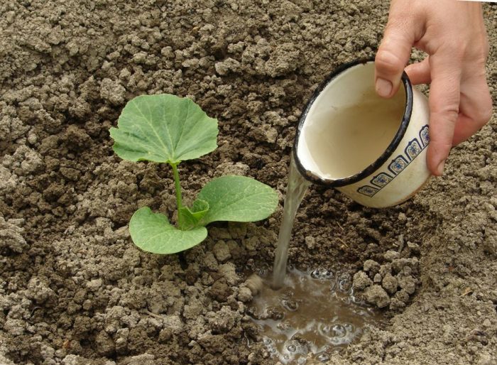 Поливане при засаждане