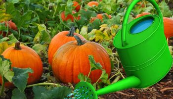 Поливане на тиква