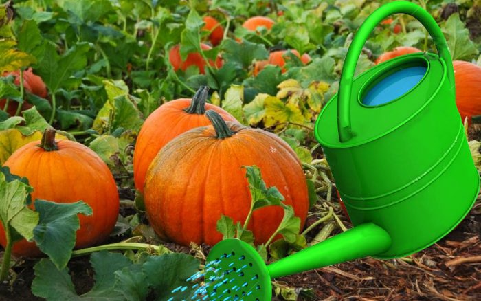 Поливане на тиква