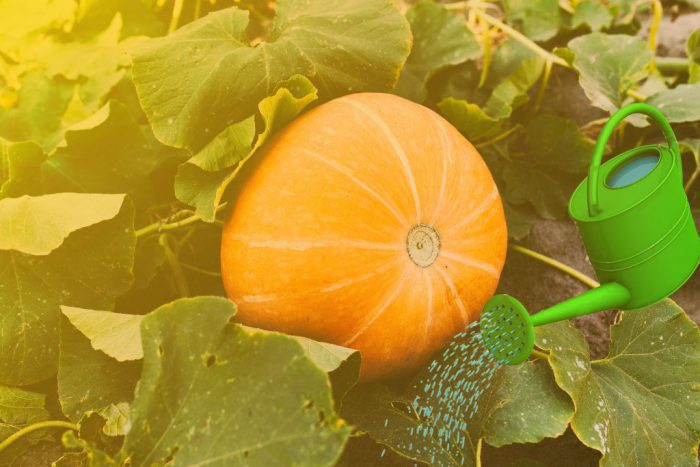 Слънцето и тиквата