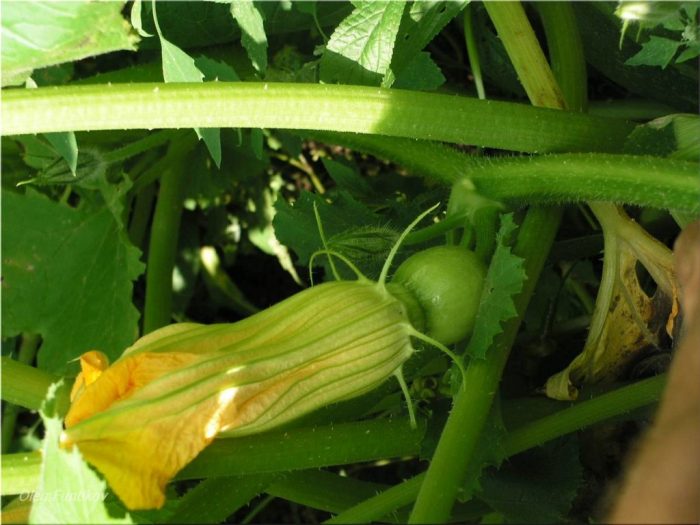 Яйчници от тиква