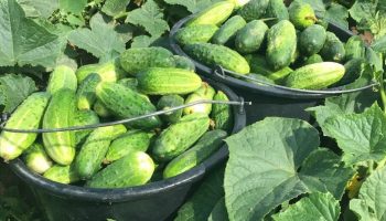 Реколта от краставици