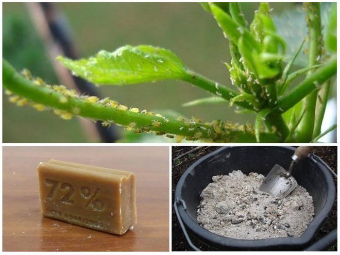 Пепел от листни въшки