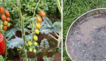 Торене на домати и чушки с пепел